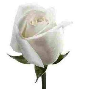 Meet your Posher, Juan